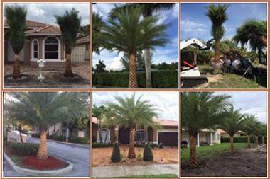 Datepalms nursery landscaping 1