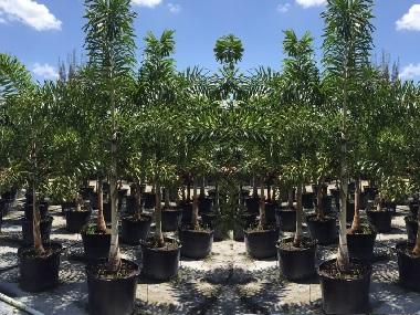 Foxtails Palms 25gallon Pots Date Nursery Llc Foxtails Palms 25gallon Pots