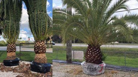 canary date palm new 460x258