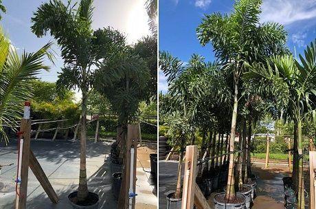 foxtail palm 460 x305