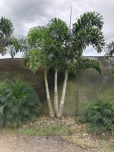 foxtail Palm triple 380x505