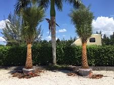 sylvester palms 225x168