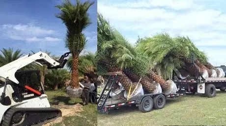 Palms delivery to your location