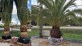 canary date palm new 120x67