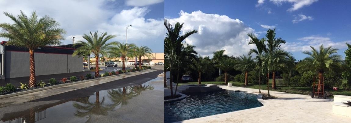 Buy TOP QUALITY PALMS starting at $75 »