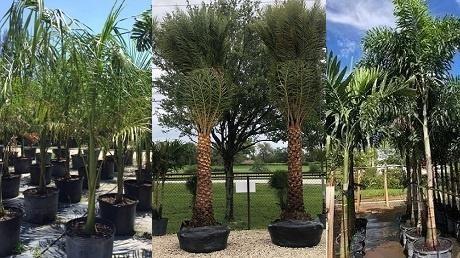 Choose your palm trees