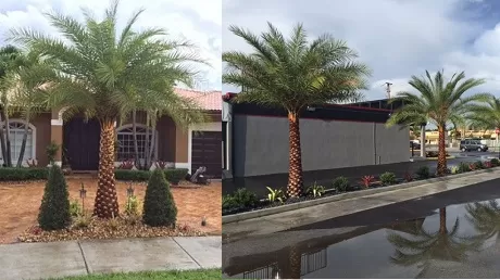 Sylvester Palm elegant and just the right size for any landscape