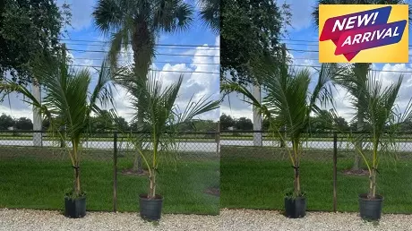 A Popular Palm in Florida