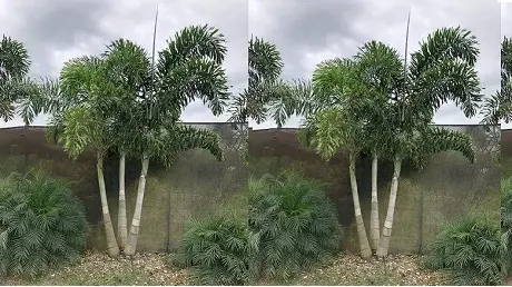 foxtail Palm triple