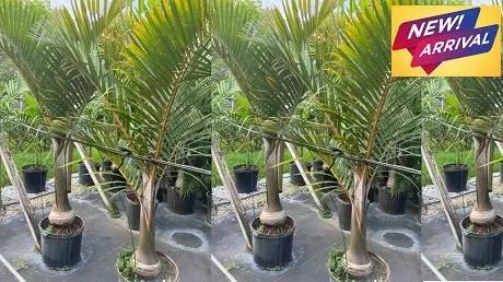 Spindle Palm new arrival