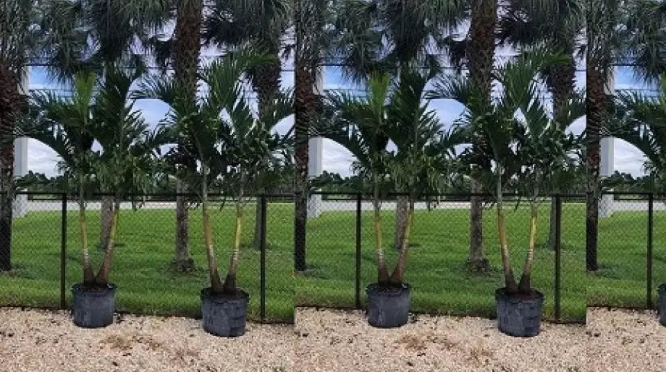 Christmas/Adonidia palm
