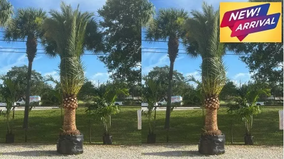 Canary date palm‏