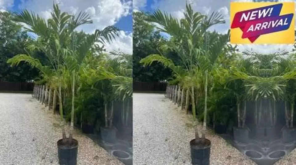 Christmas Palm