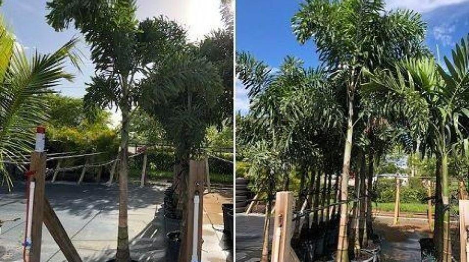 Foxtail Palm