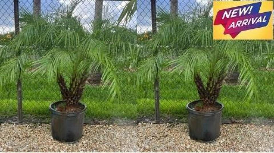 Robelini Palm