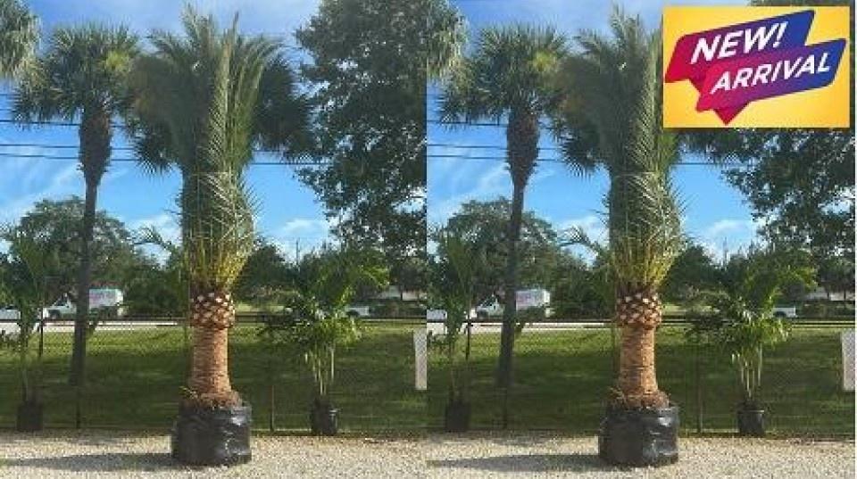 Canary date palm